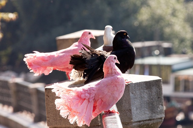 列入清洗名 列入清洗名